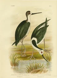 Zancuda de Nueva Zelanda, 1891